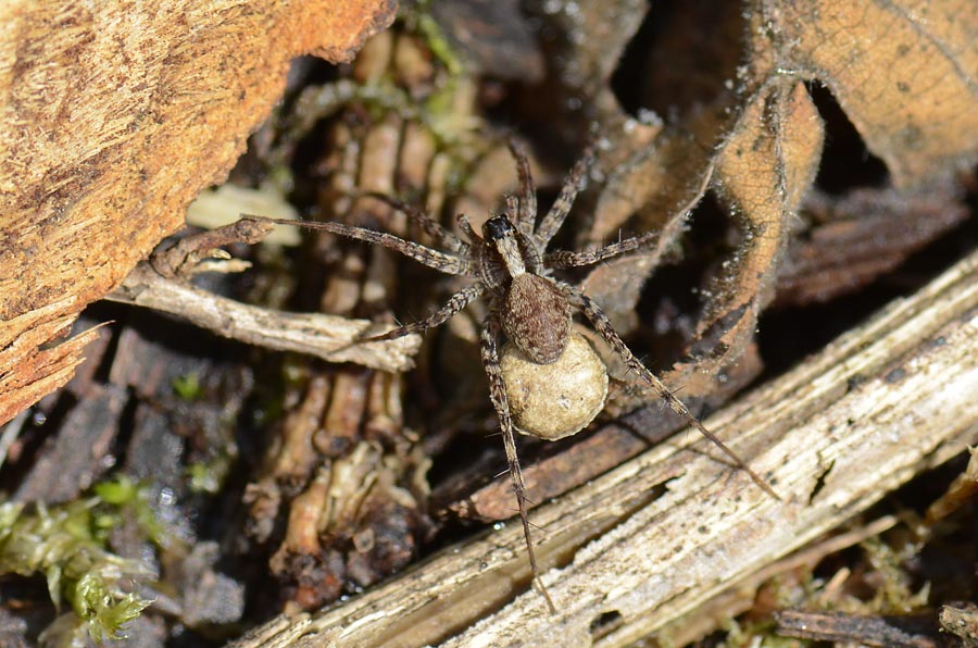 Pardosa sp.